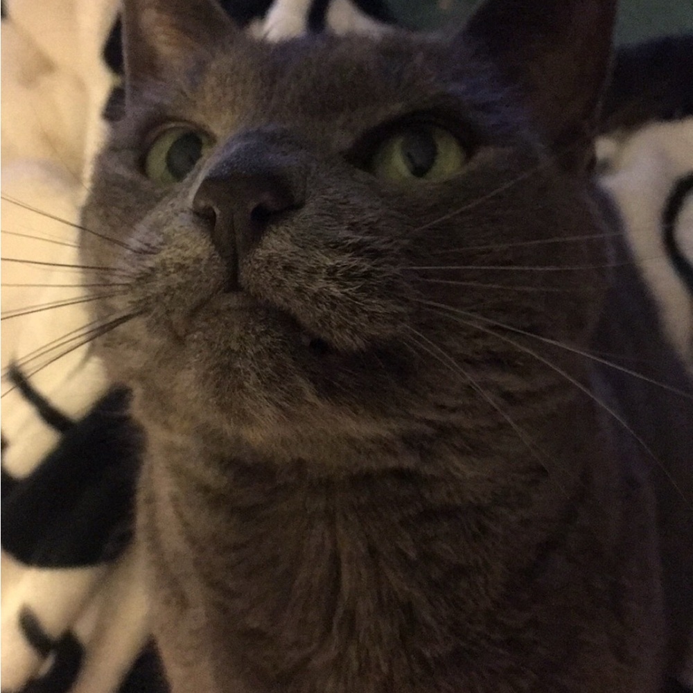 Meet your Posher, Toni